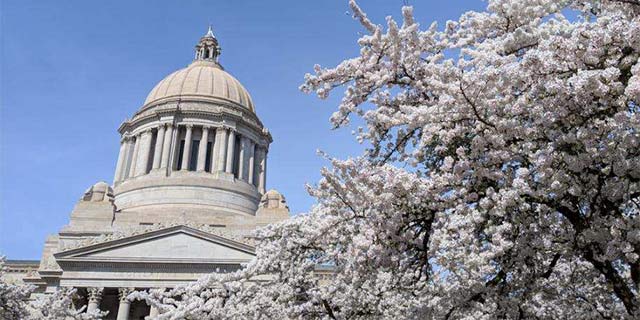 capitol building in olympia wa with blooming cherry blossoms